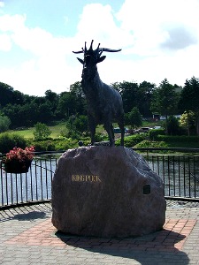 Killorglin - Puck Fair Goat