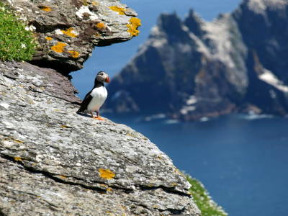 Skellig Island Puffin, Ring of Kerry, Ireland